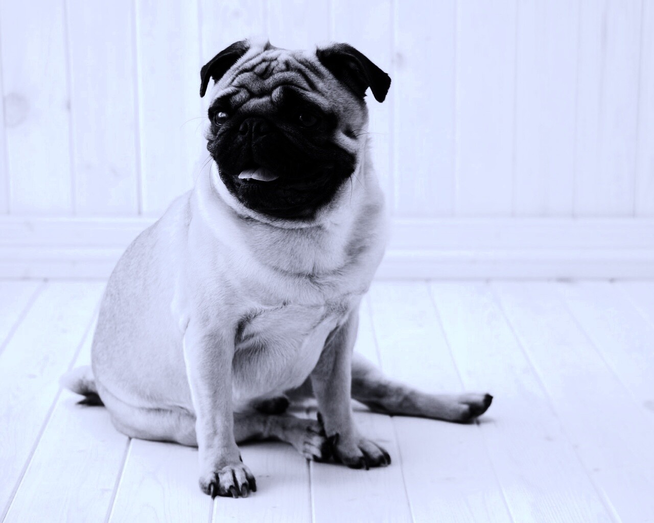 Симпатичный мопс на полу обои
