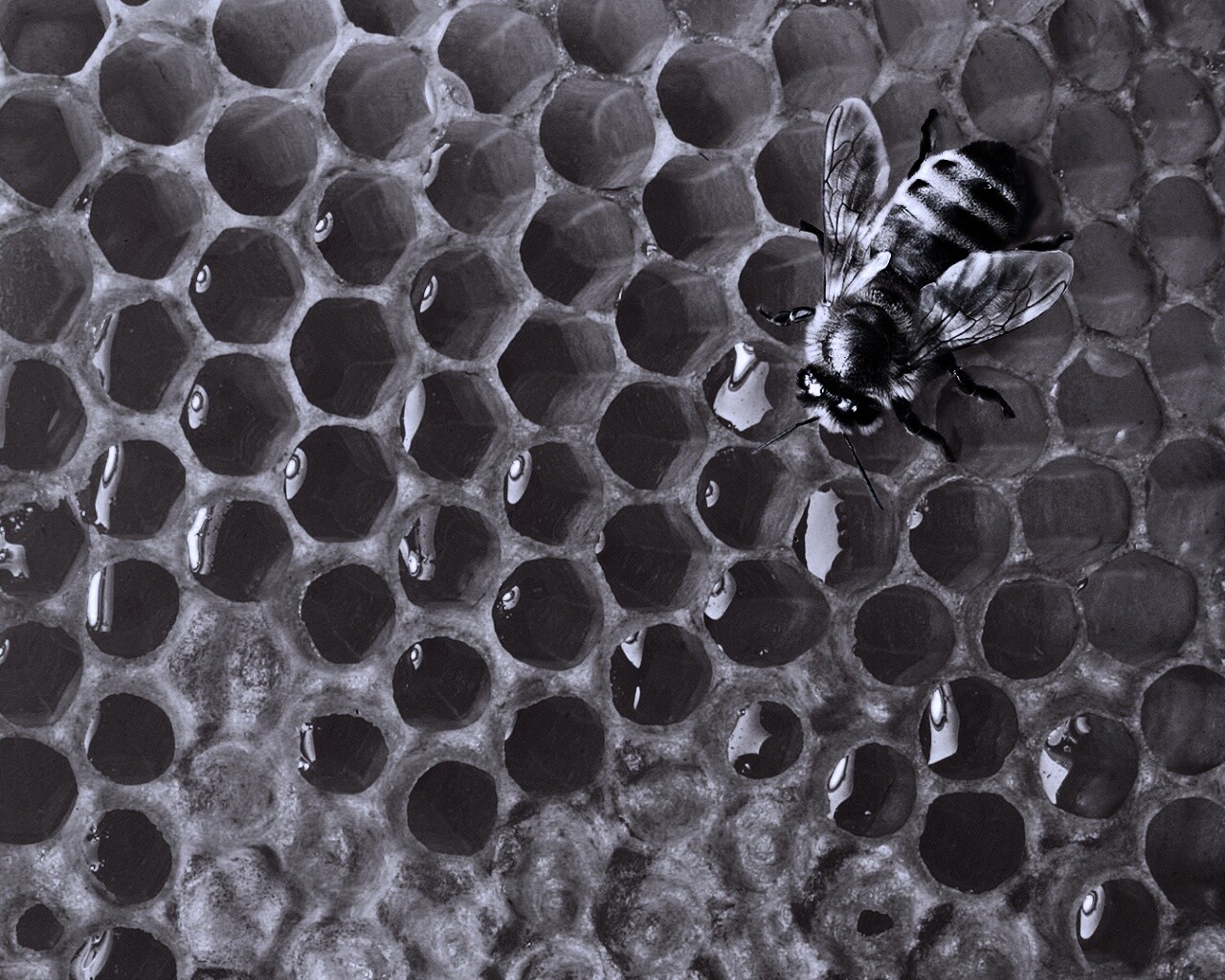 Пчела на сотах с медом обои