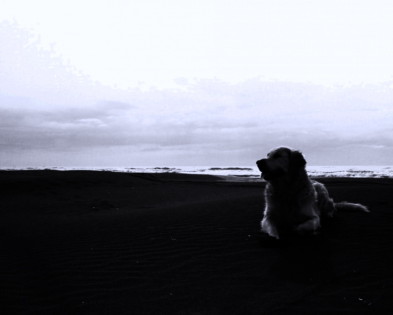 Красивая собака на оранжевом песке обои