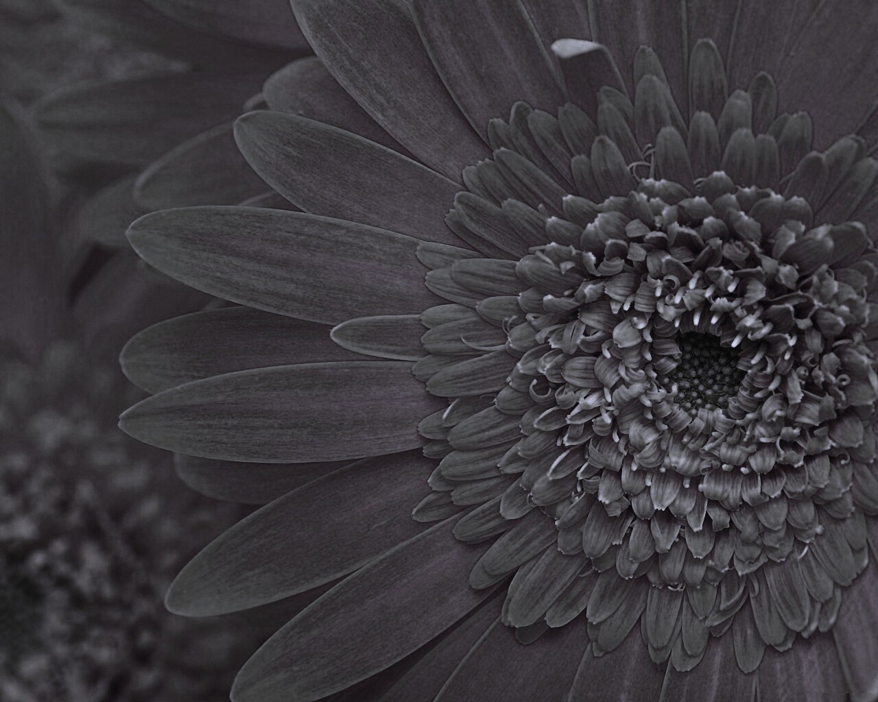 Большой оранжевый гербер обои