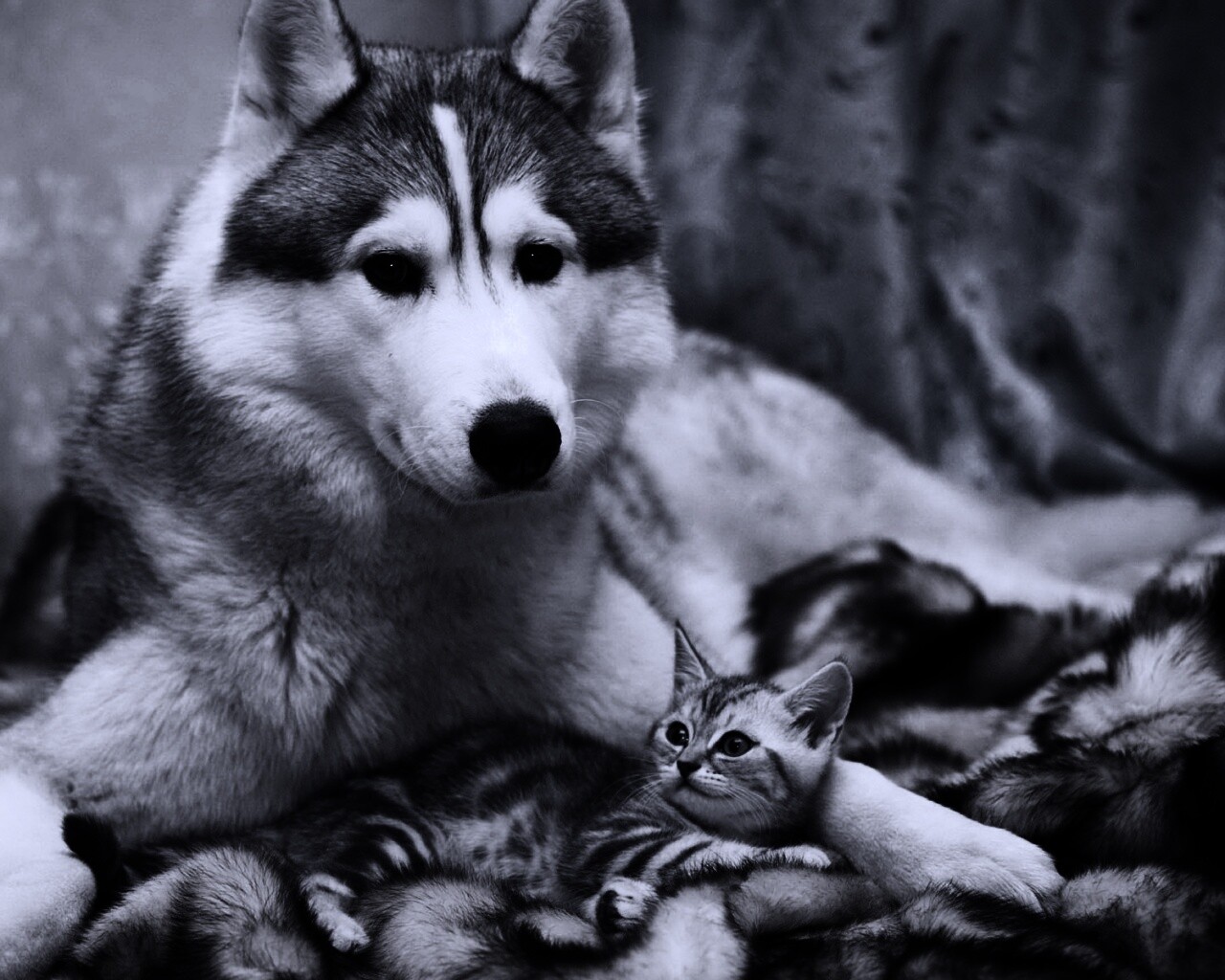 Собака и котенок обои