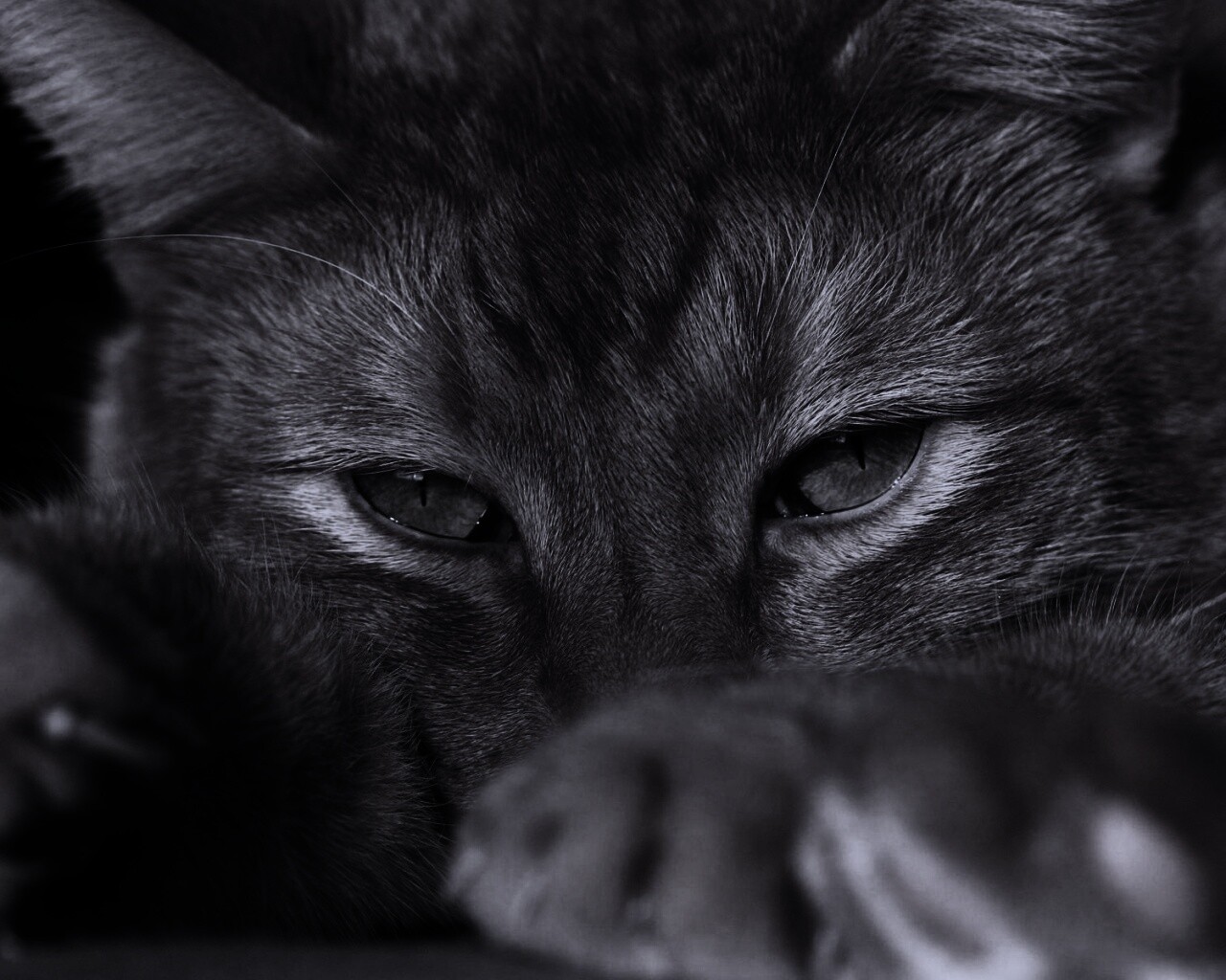 Рыжий котяра обои