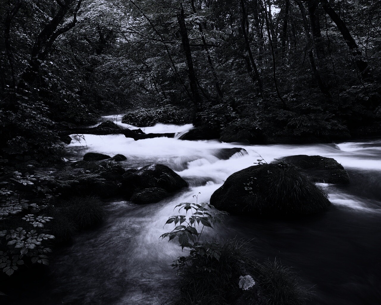 Лесная река обои