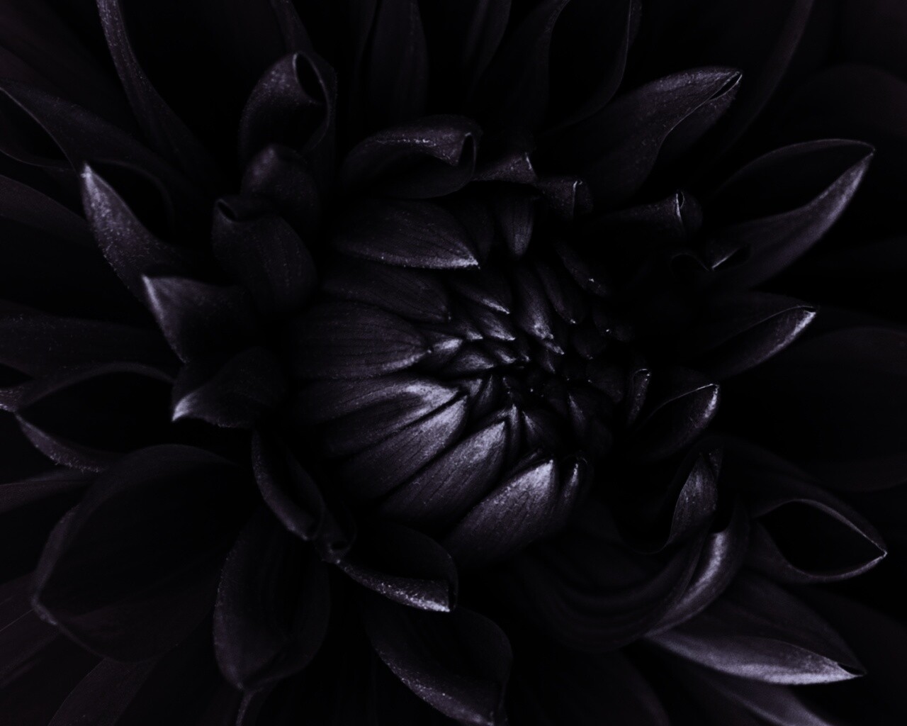 Цветок обои