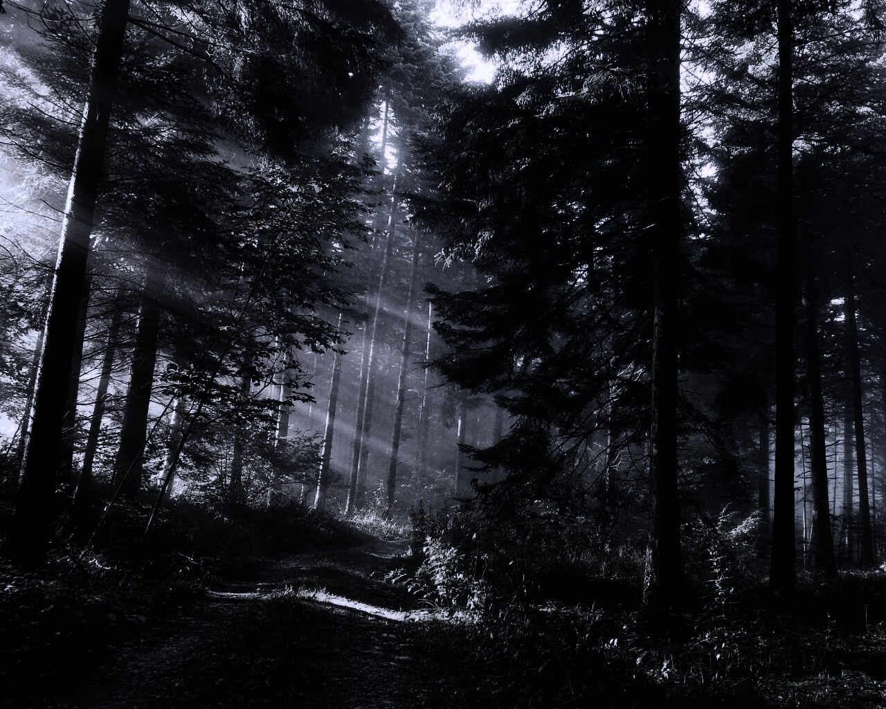 Тропа в лесу обои