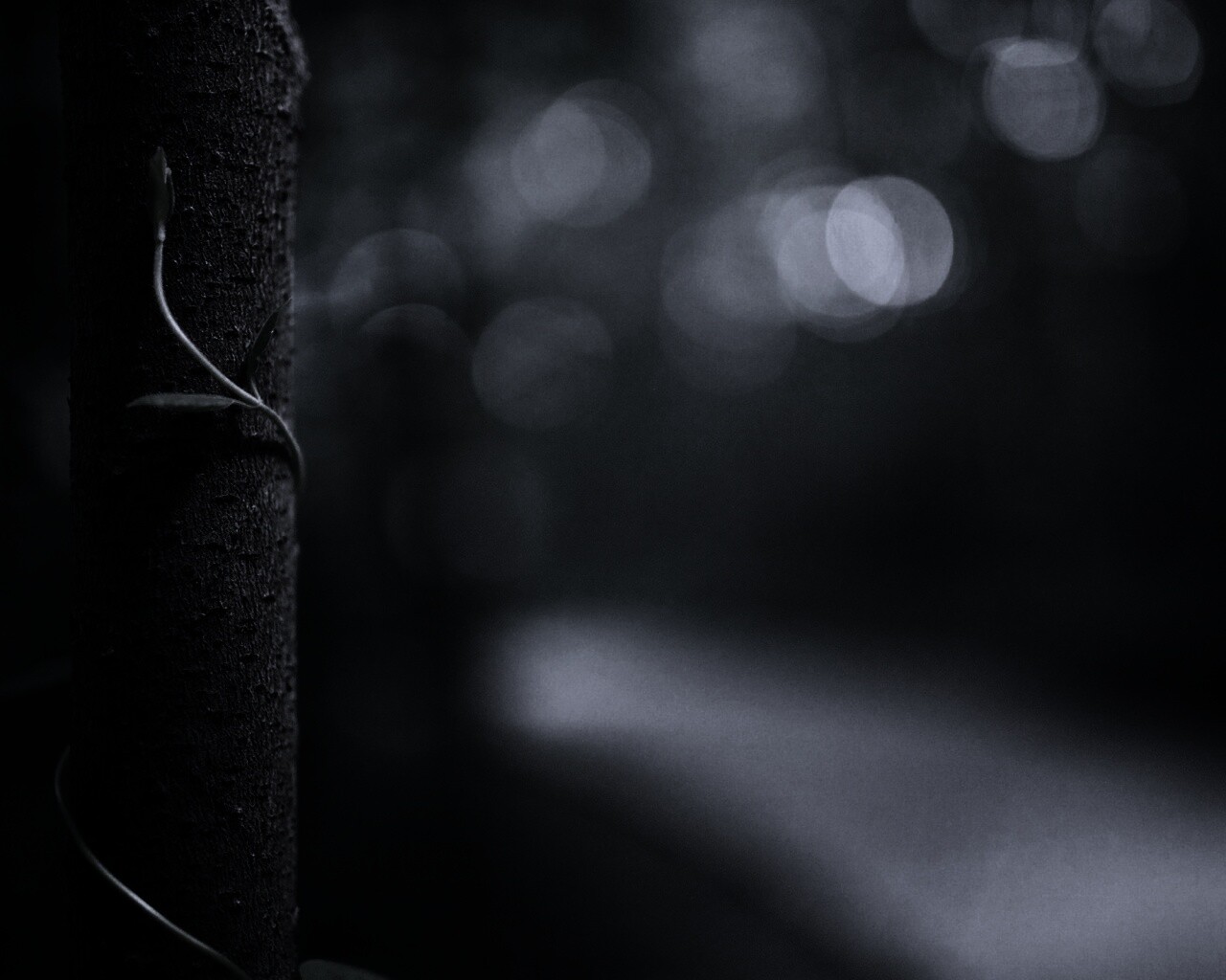 Стебелек на стволе деревца обои