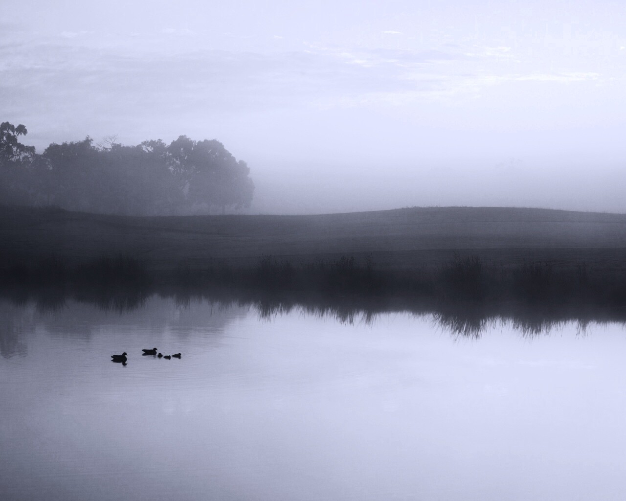 Ducks on a Misty Pond обои