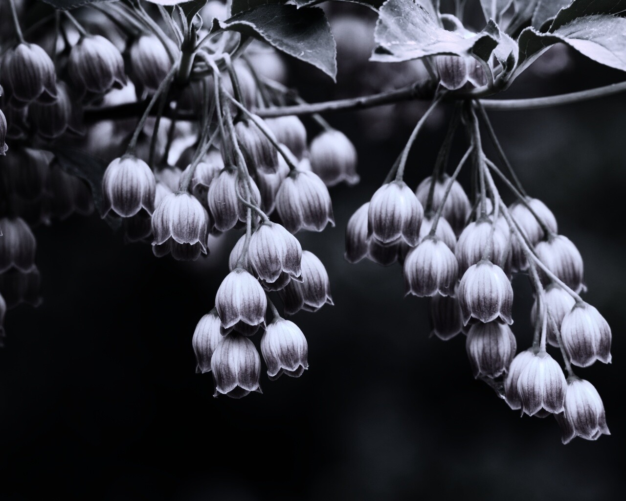 Красные колокольчики обои