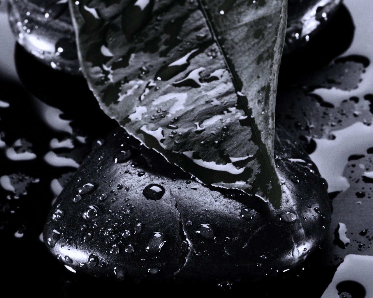 Зеленый лист на черных камнях обои