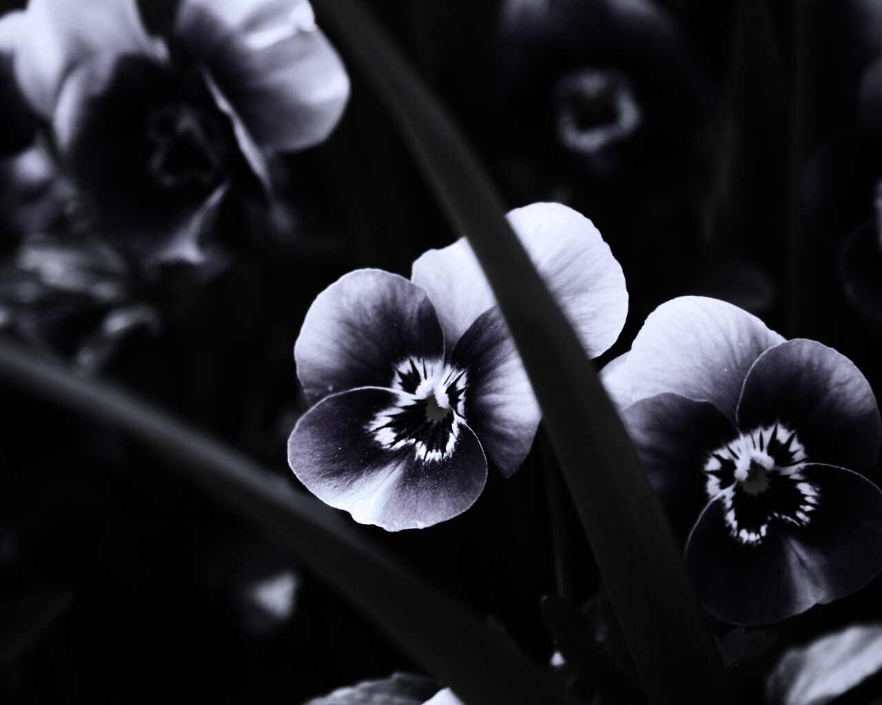 Анютины глазки обои