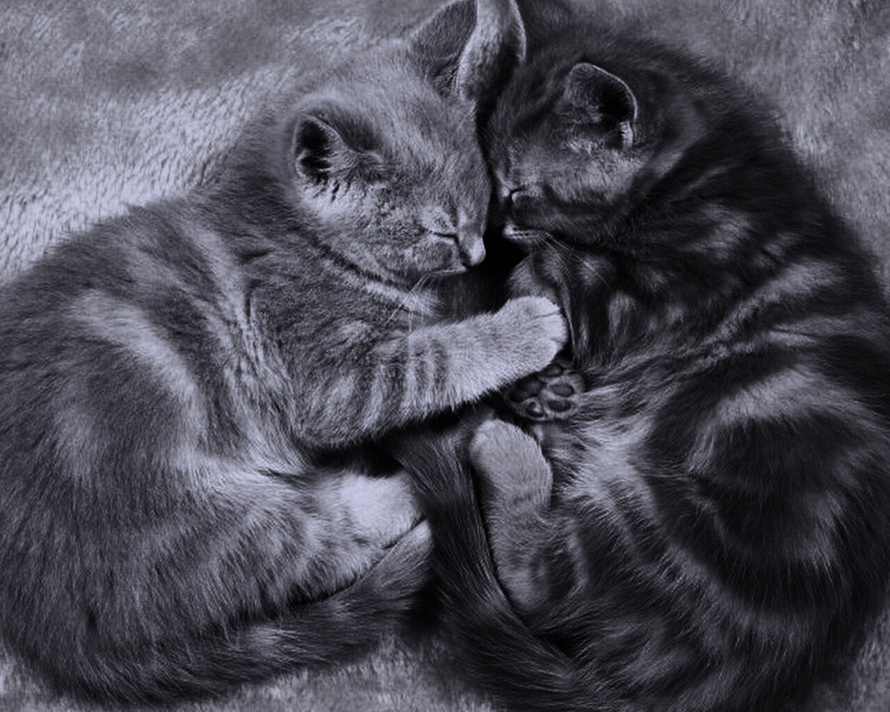 Рыжие котята в обнимку обои