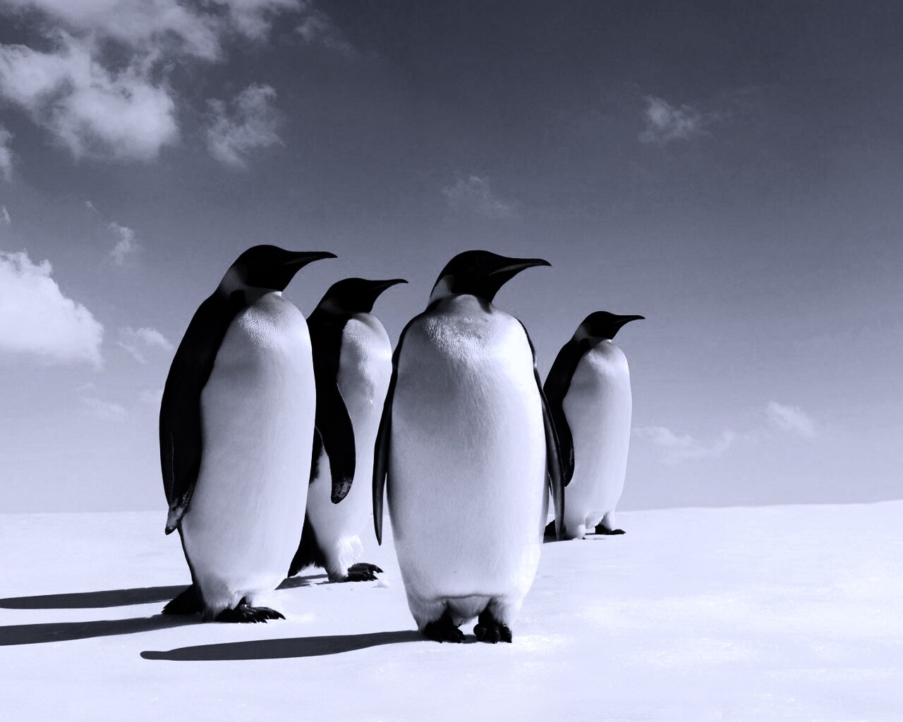 Пингвины обои