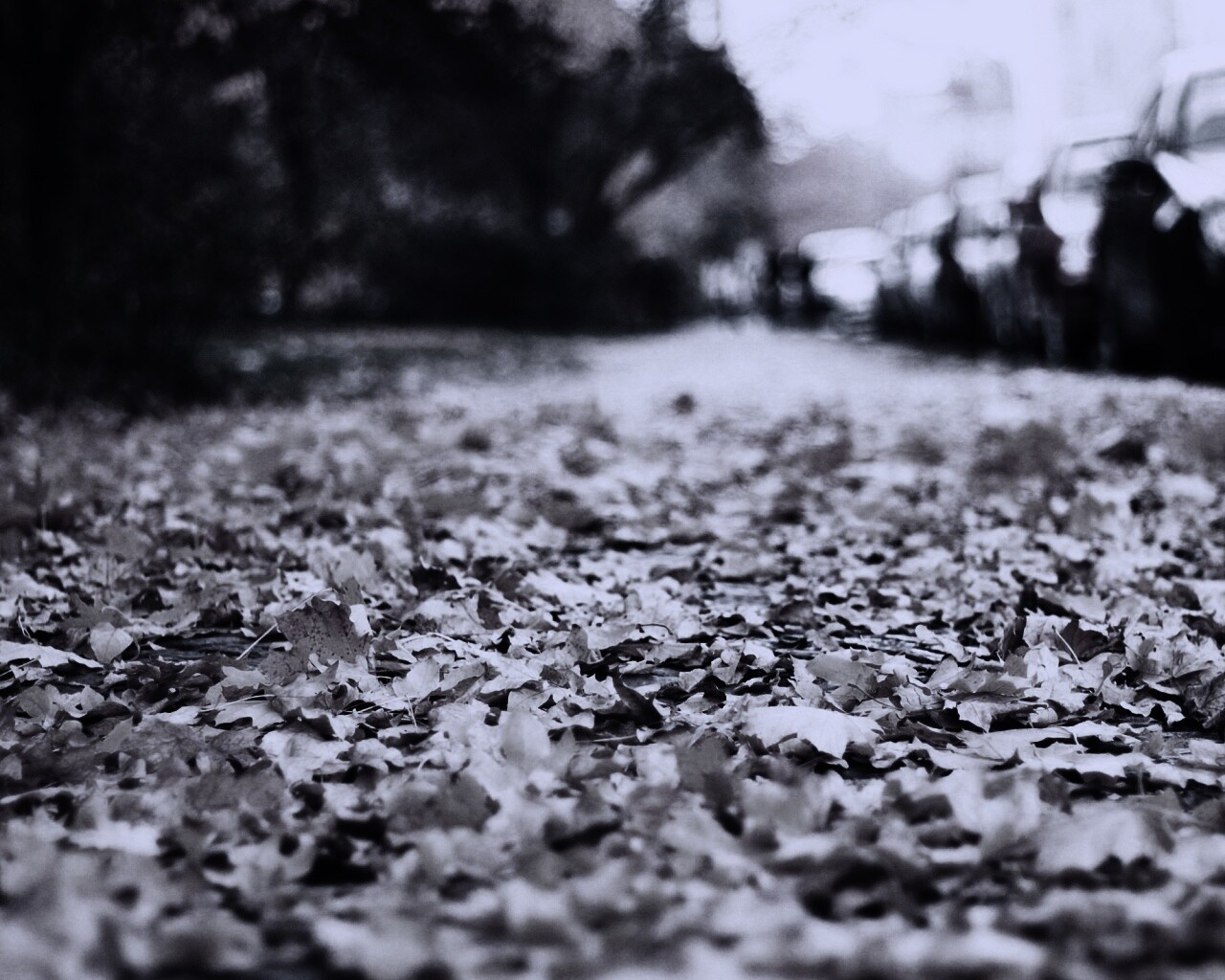 Осенние листья обои