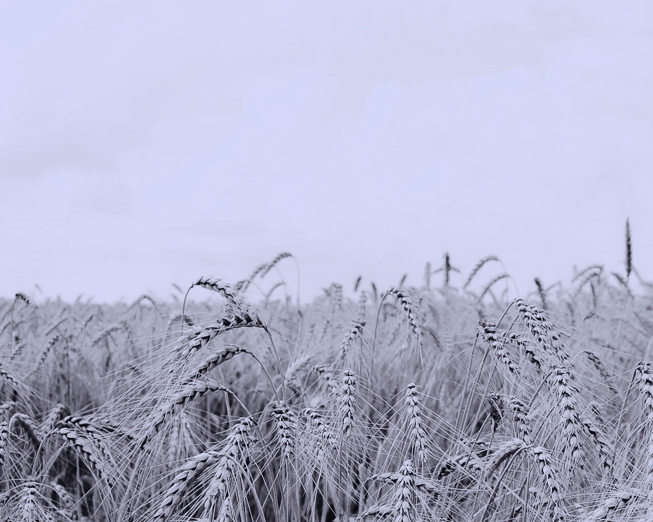 Поле колосьев обои