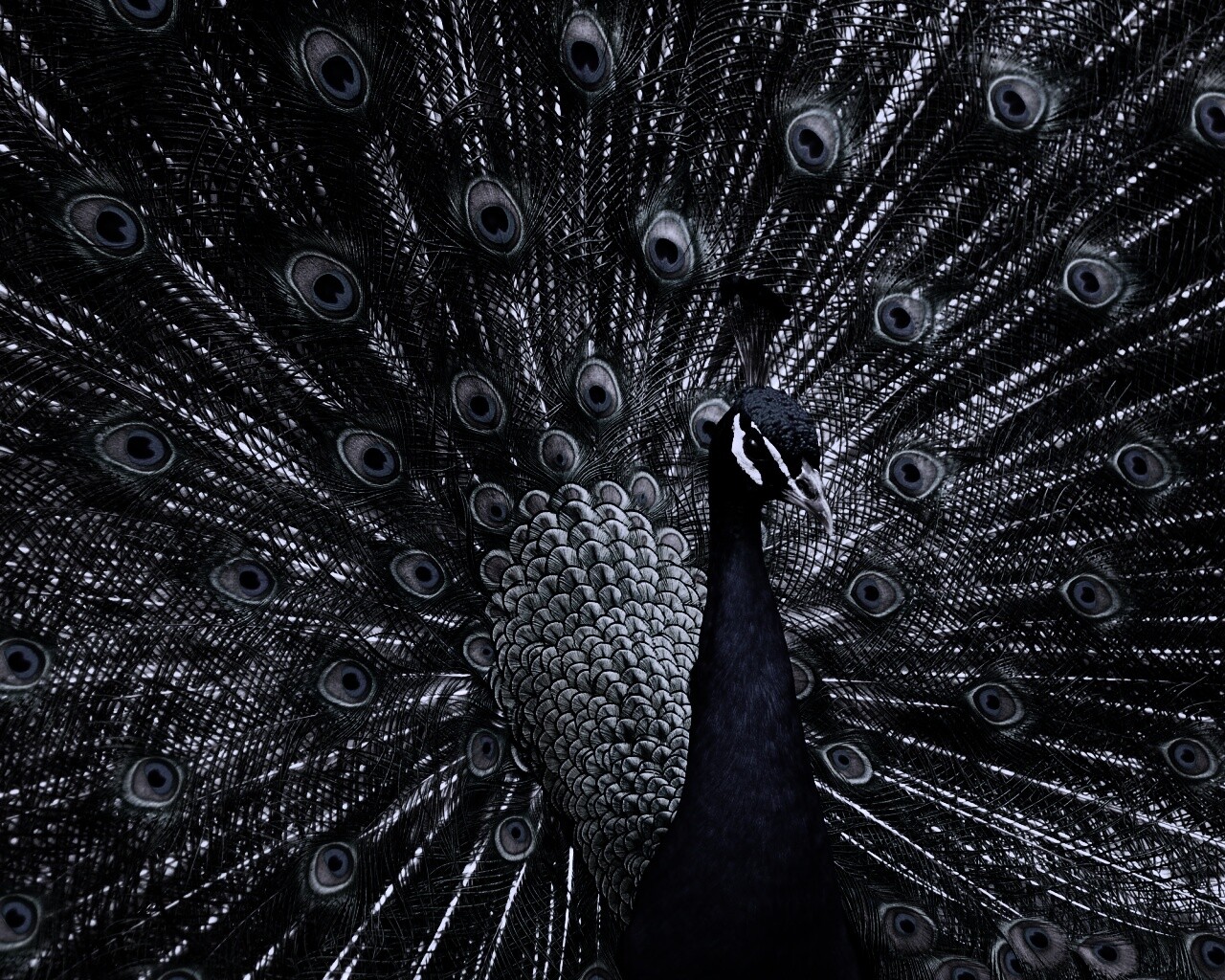 Красивый павлин обои
