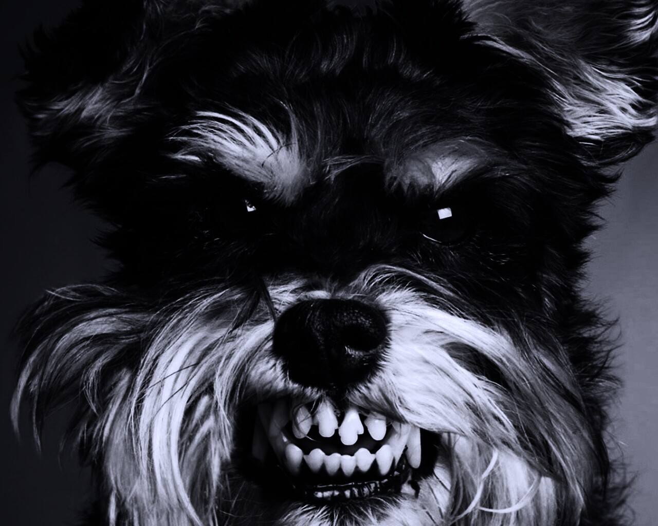 Терьер вне себя обои