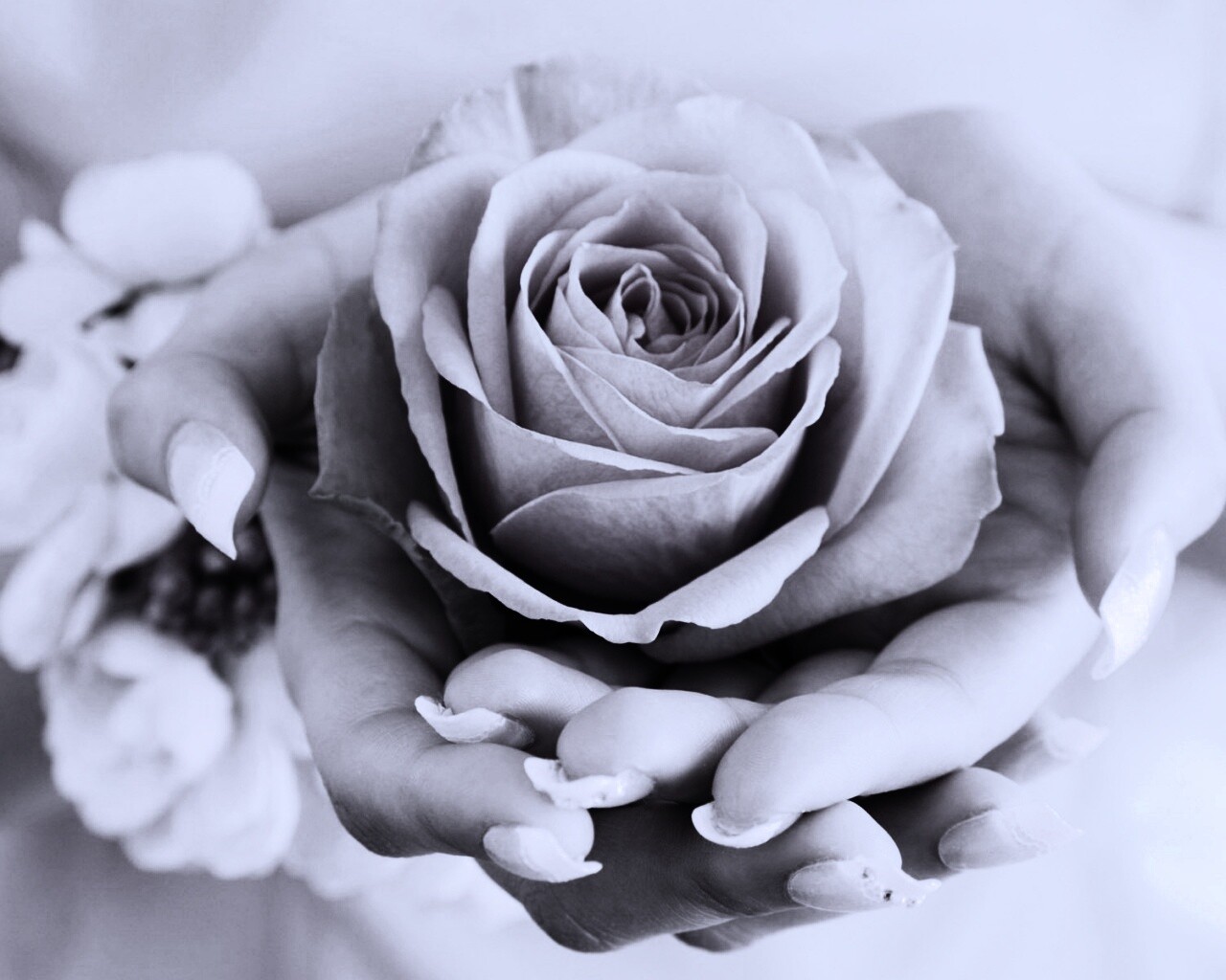 Роза в женских руках обои