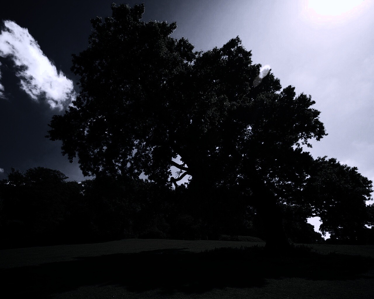 Большое зеленое дерево на лужайке обои