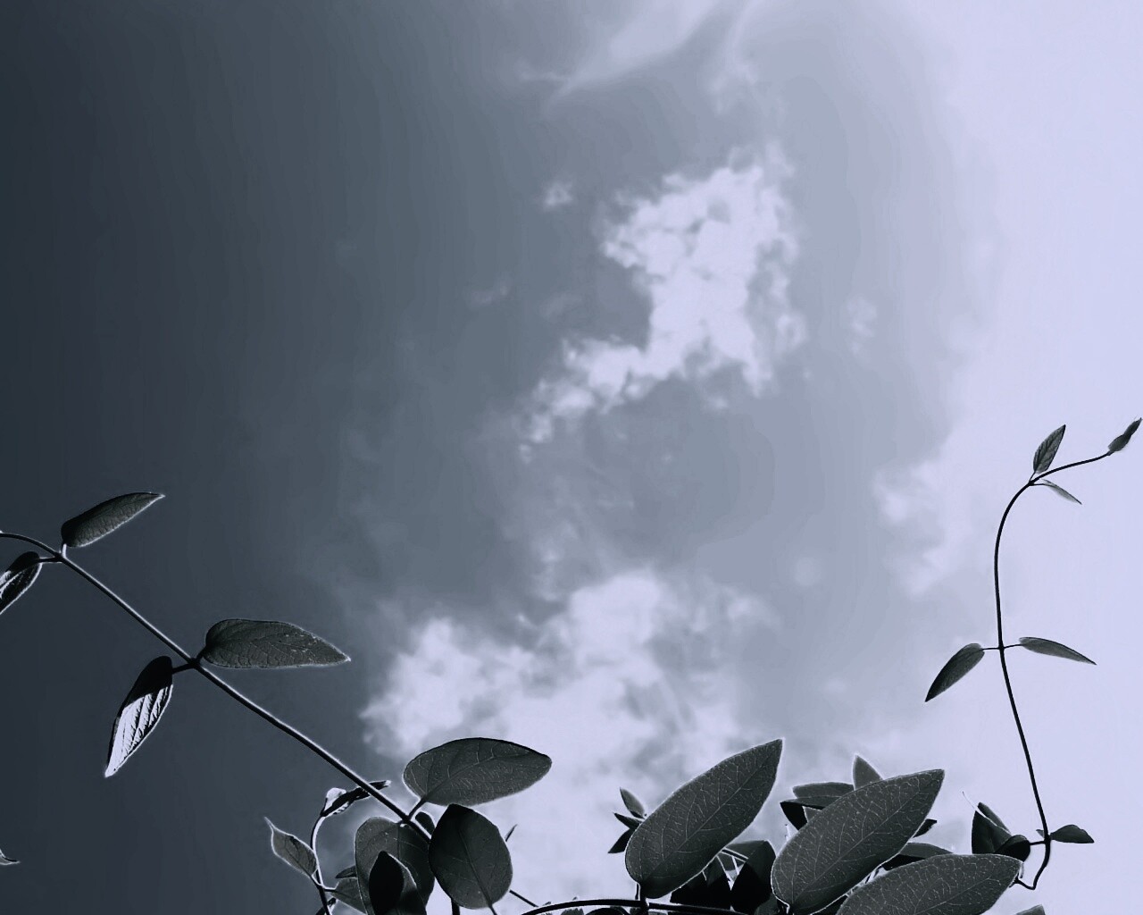 Зеленые ветви на фоне голубого неба обои