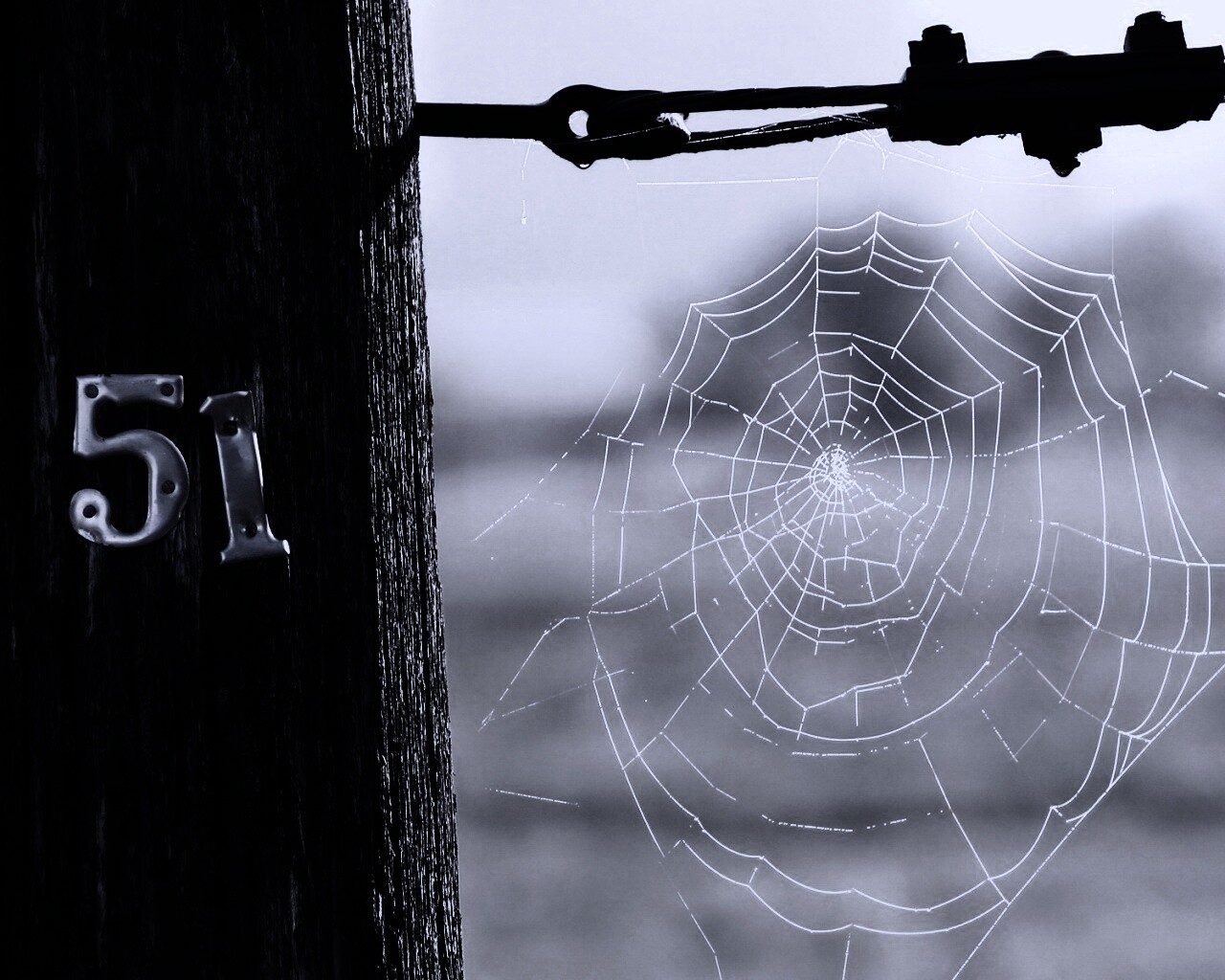 Паутина 51 обои