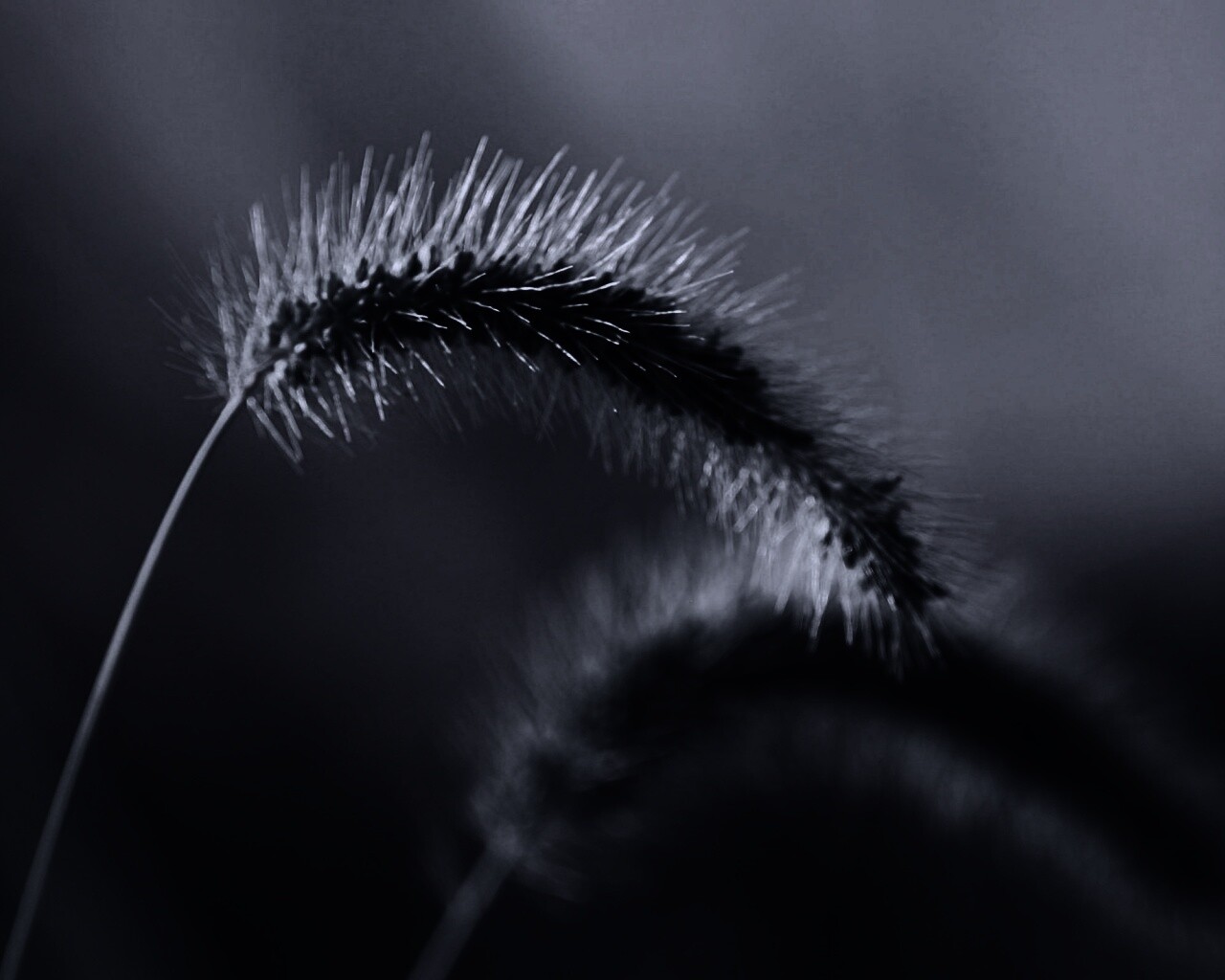 Травинка обои