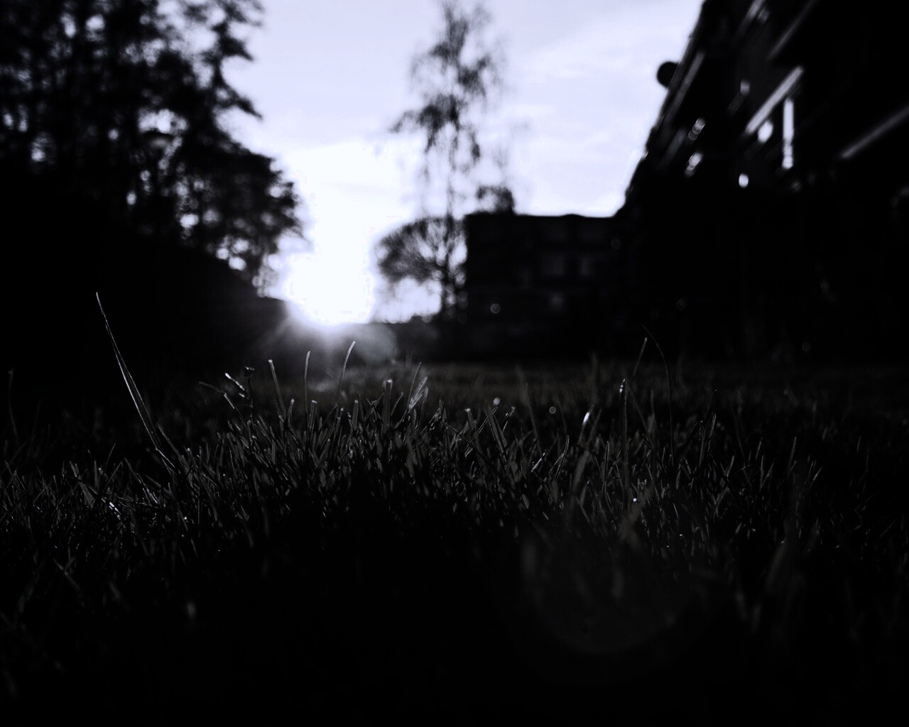 Трава во дворе обои