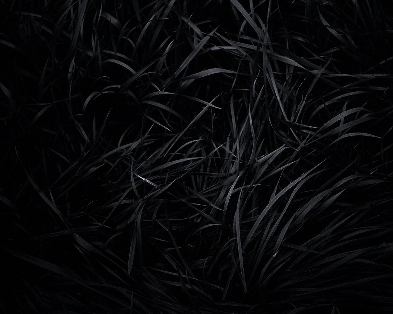 Блеклая трава обои