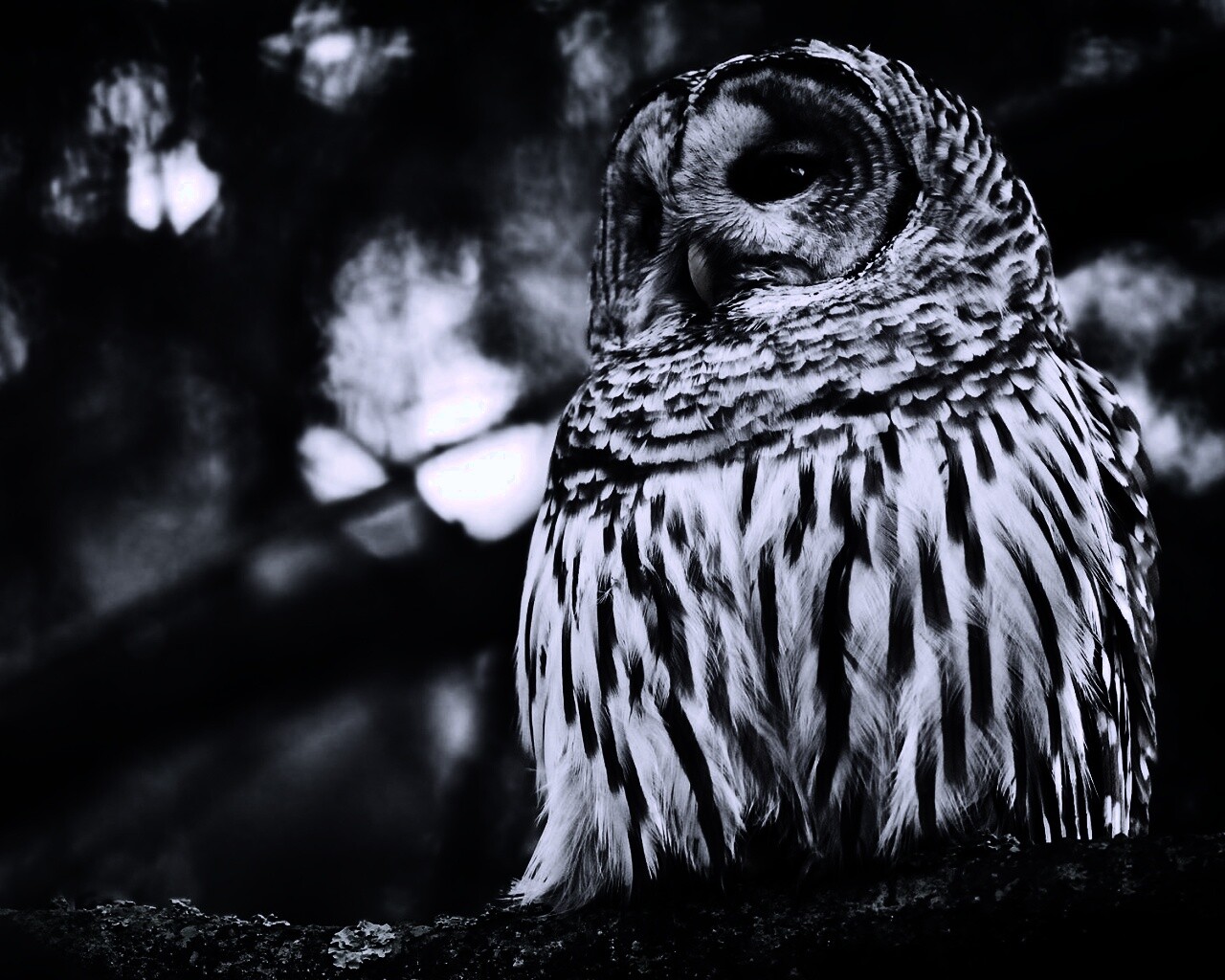 Сова на ветке обои