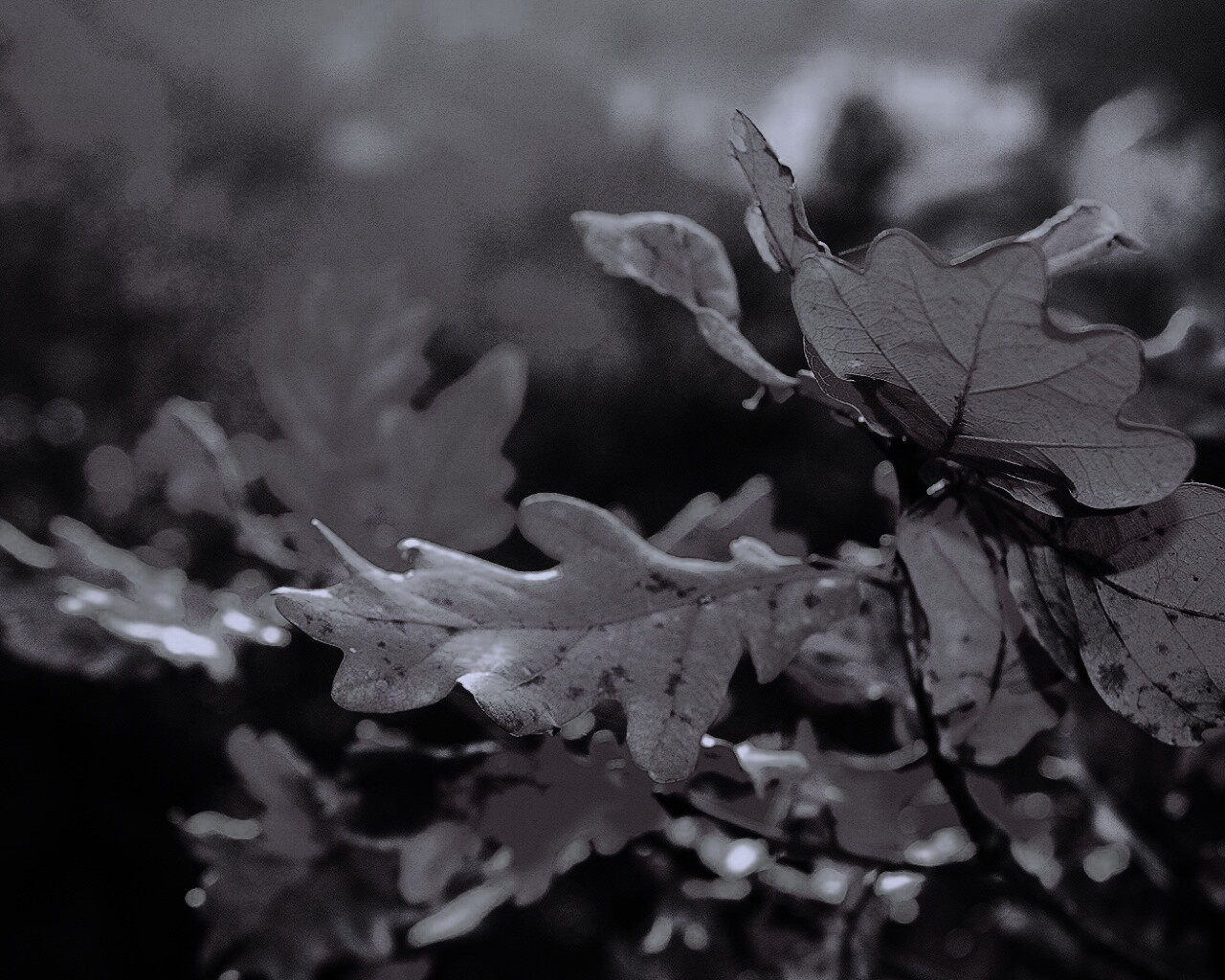 Дубовые листья обои