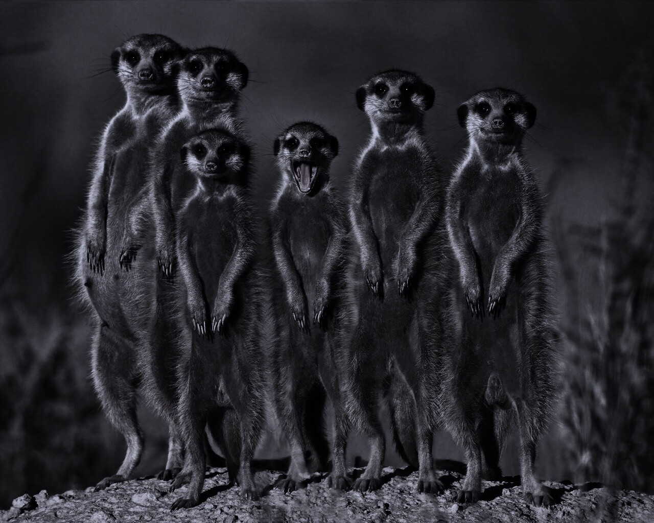 Сурикаты обои