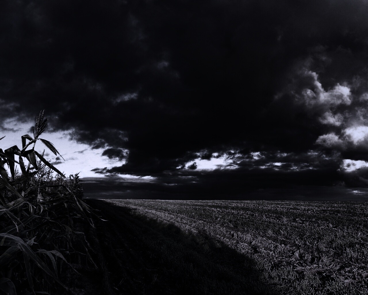 Кукурузное поле обои