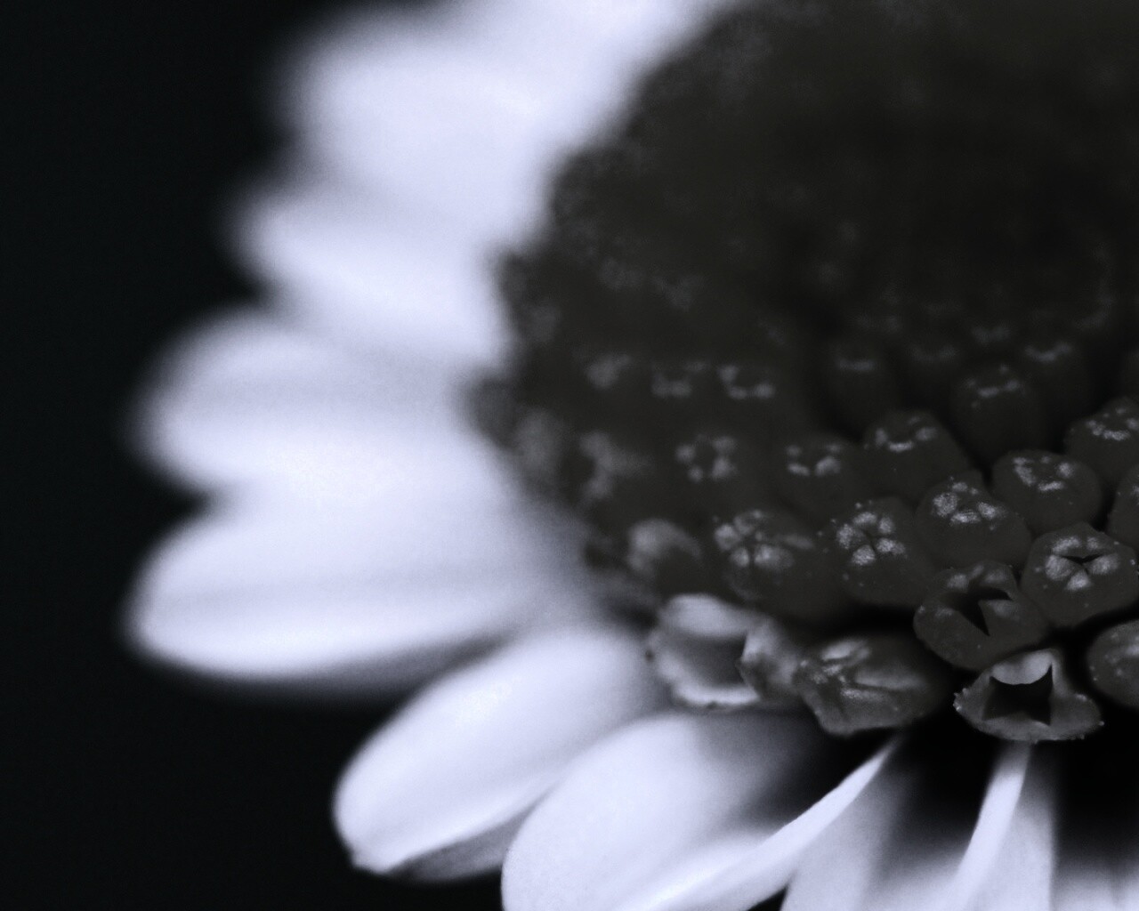 Хризантема обои