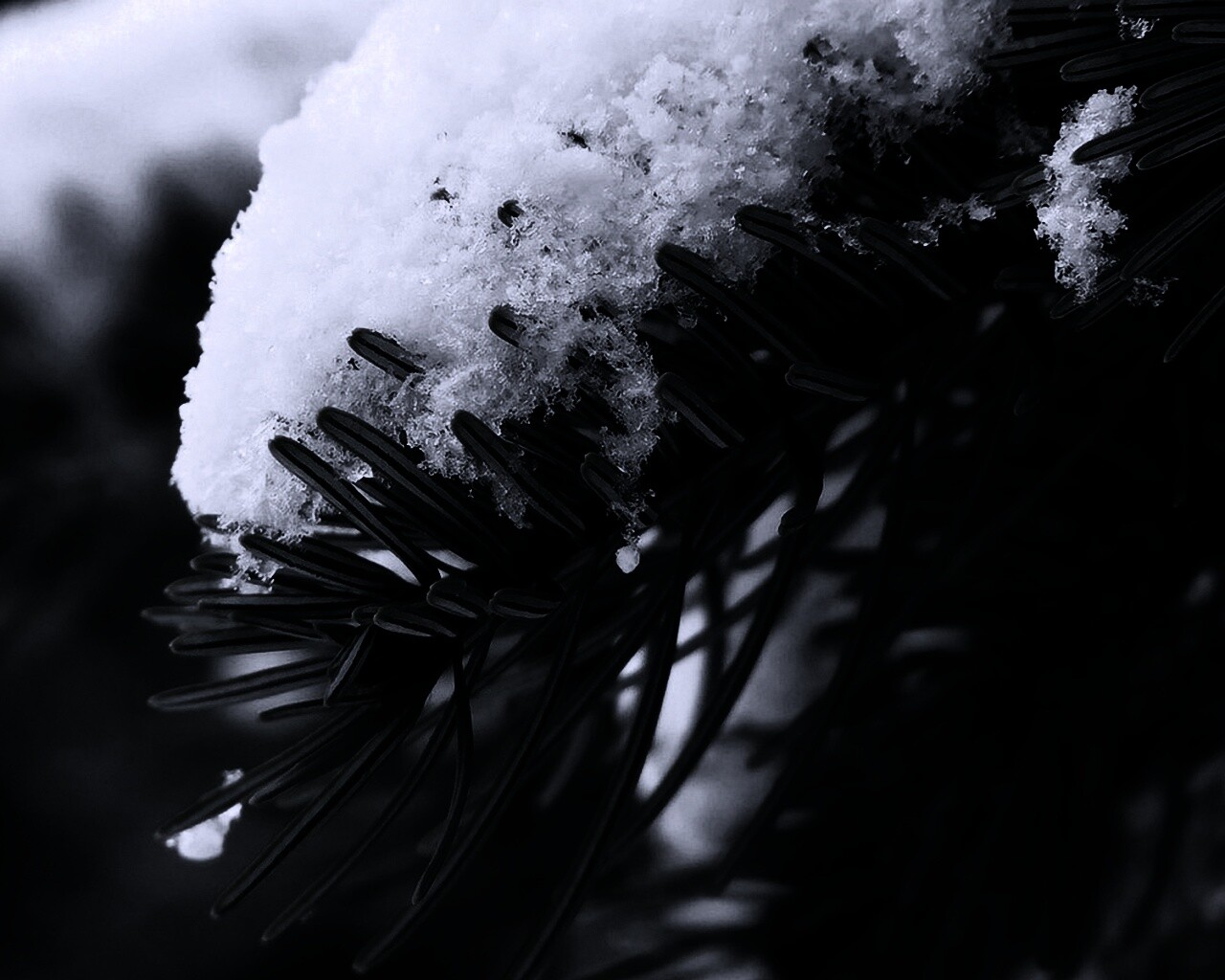 Хвойная ветка вся в снегу обои