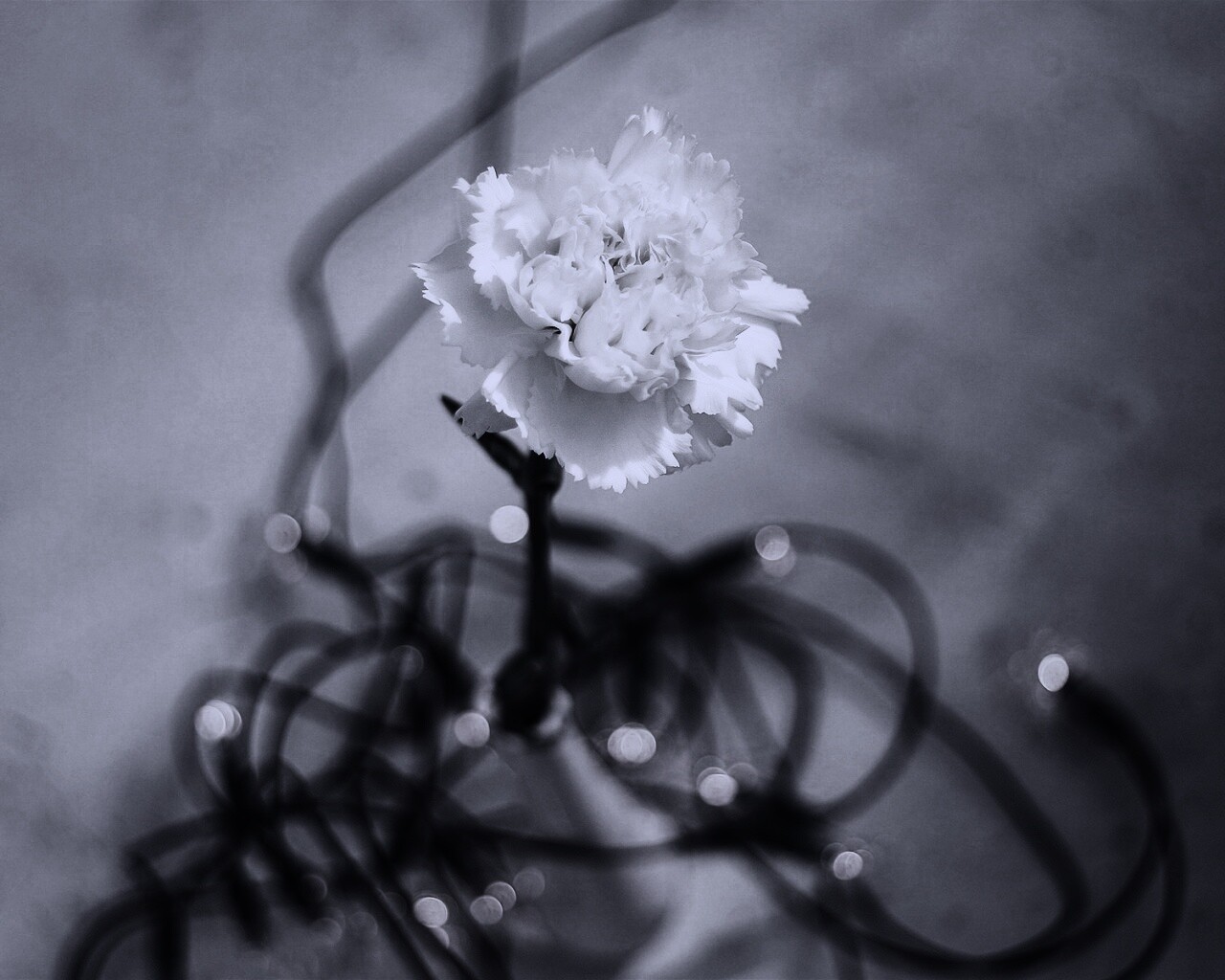 Электронный цветок обои