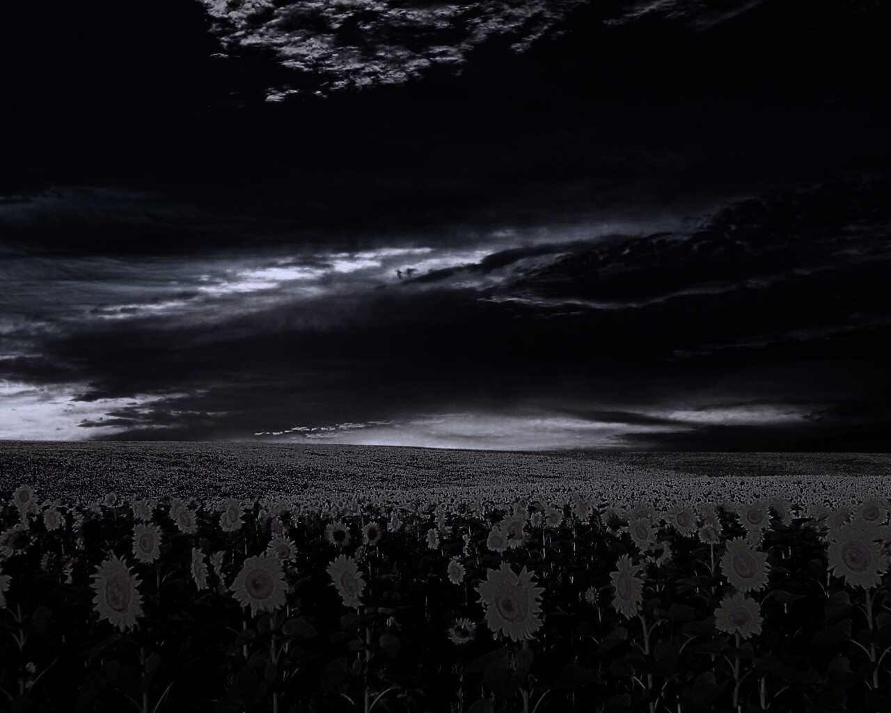 Целое поле подсолнухов обои