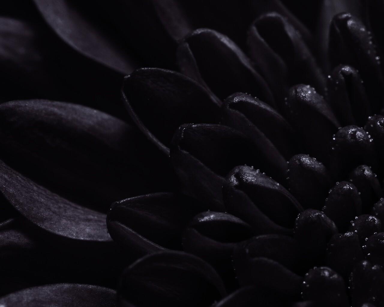 Лепестки хризантемы обои