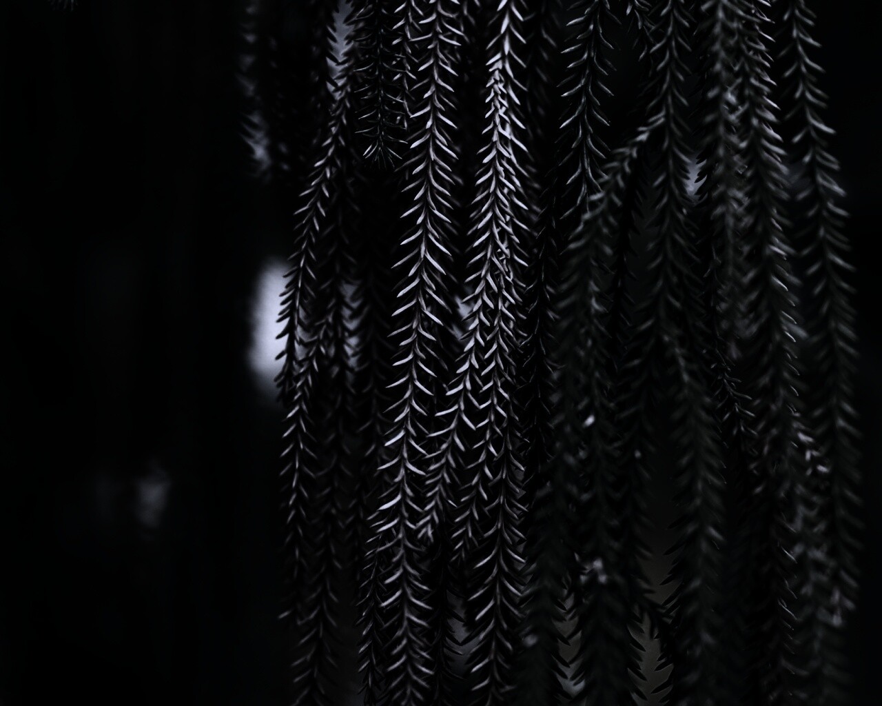 Зеленые колючки обои