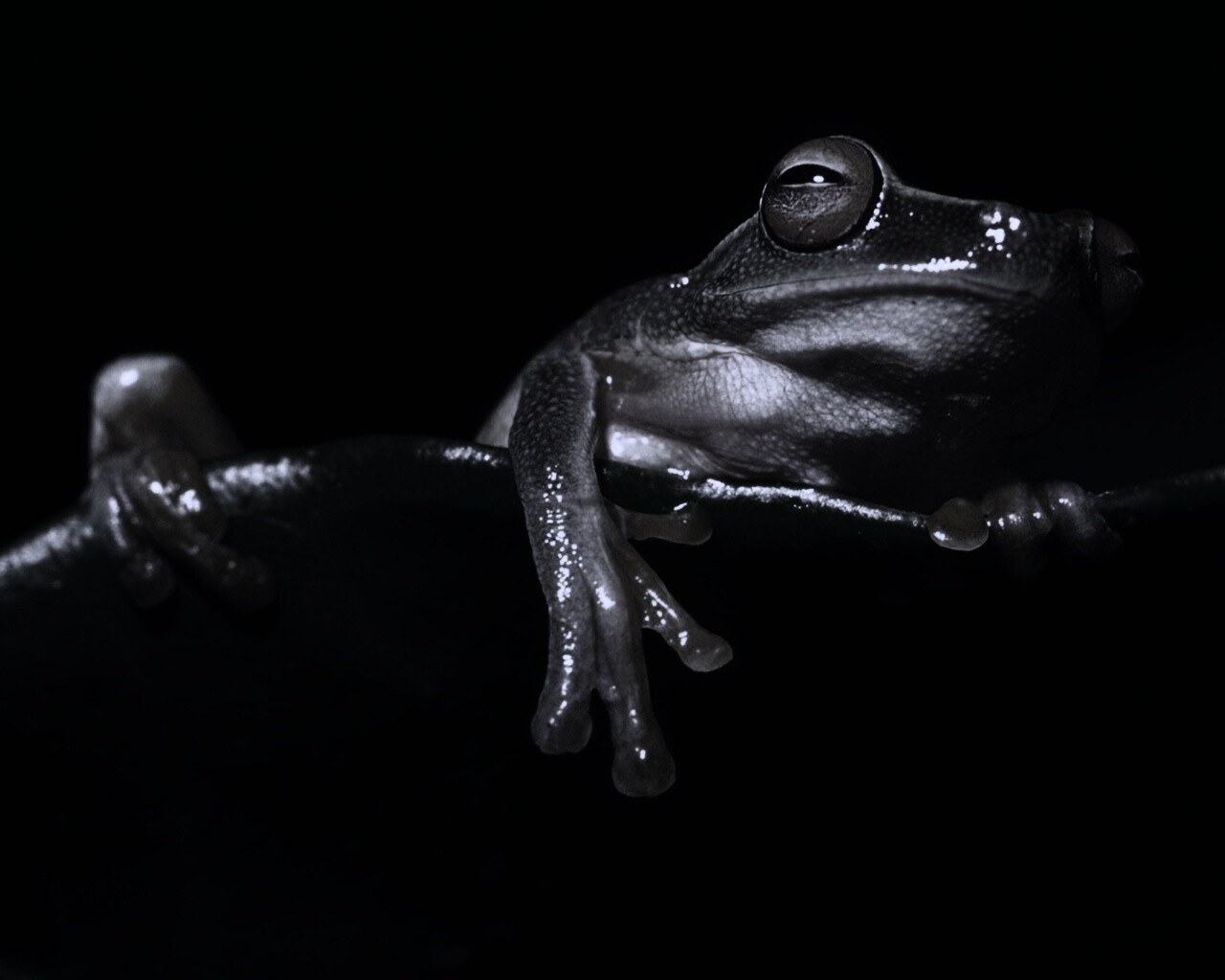 Лягушка на отдыхе обои