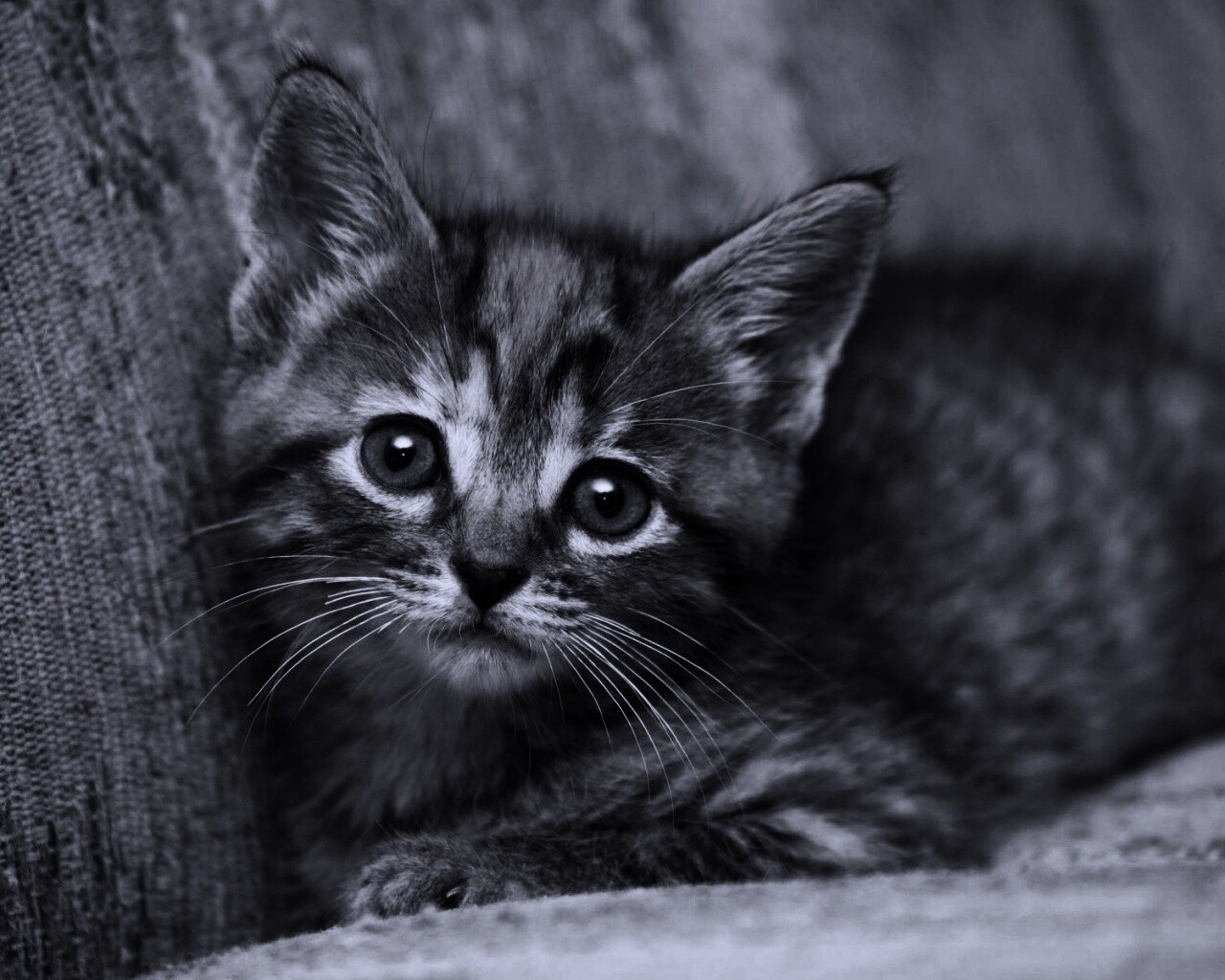 Милый маленький котенок обои