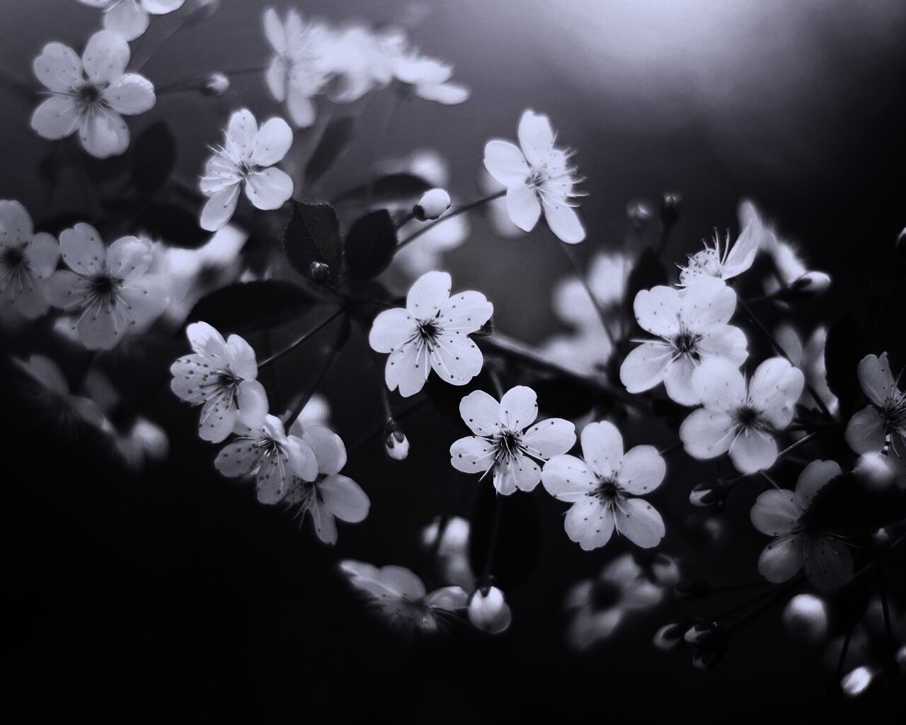 Ветка сакуры обои