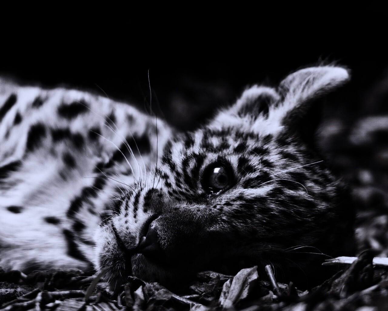 Гепард котенок обои