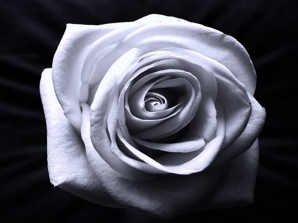 Белая роза обои