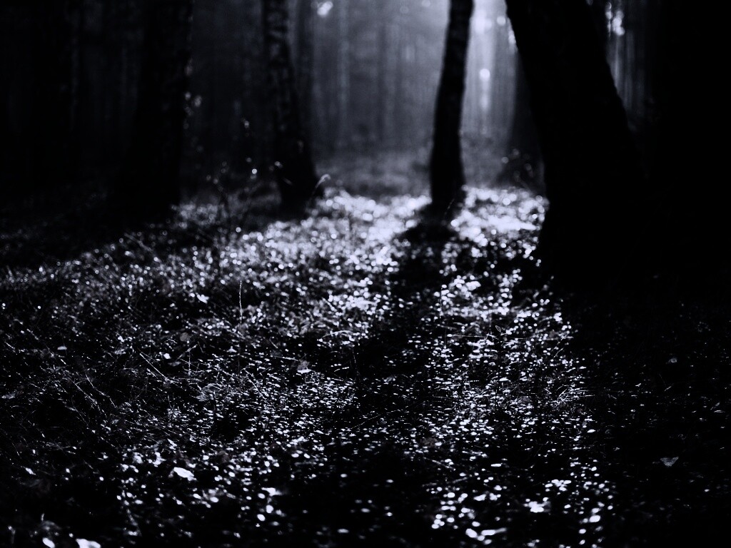 Лесная земля обои