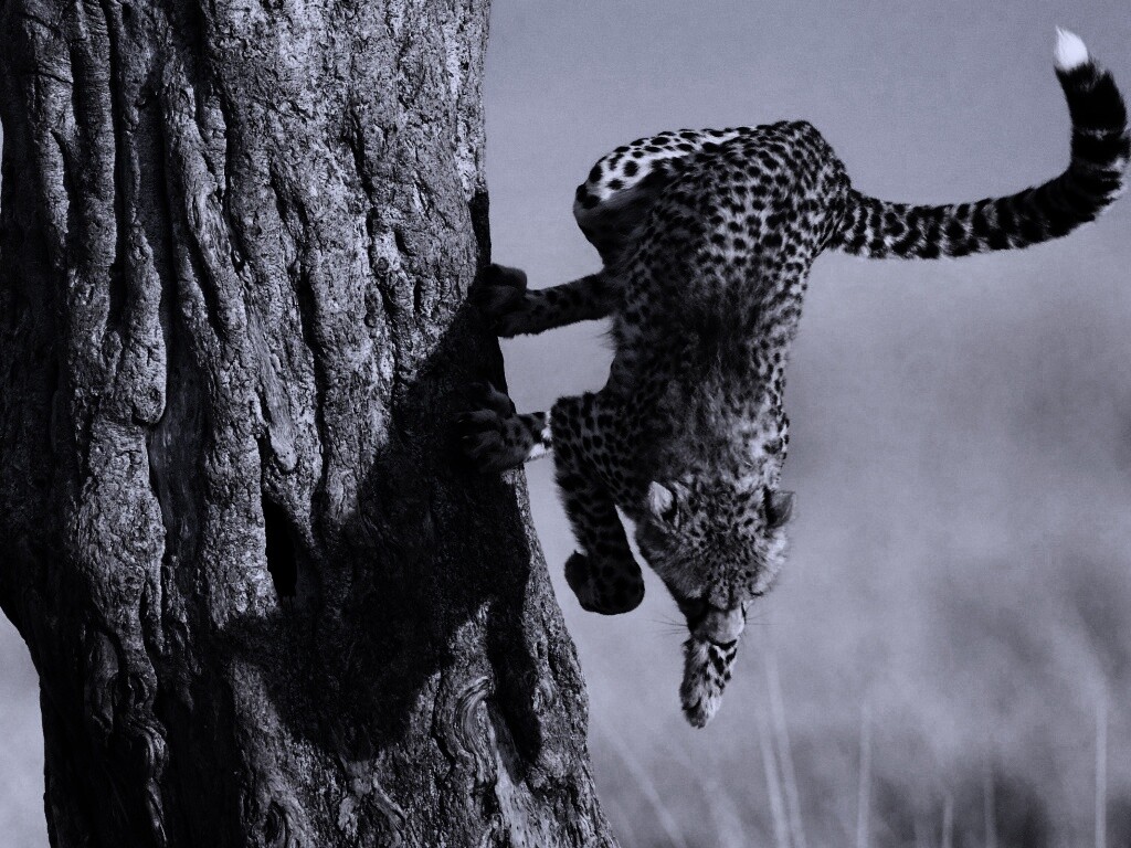 Скалолаз обои