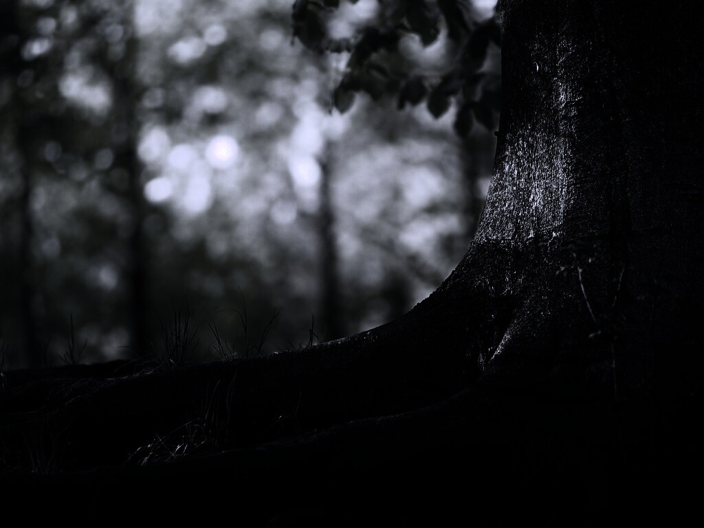 Корни дерева обои