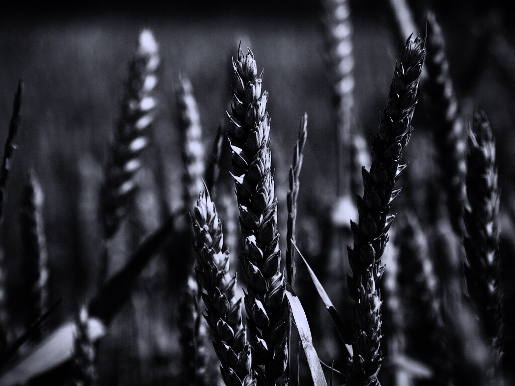 Молодые пшеничные колосья обои