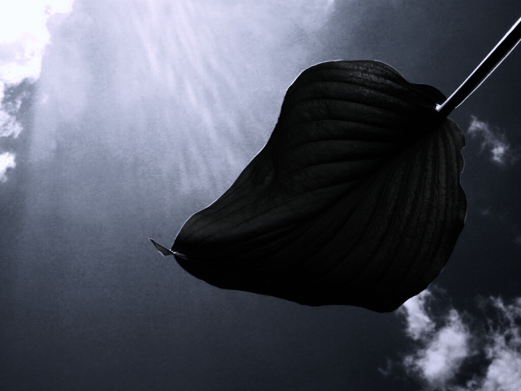 Листик тянется к солнцу обои