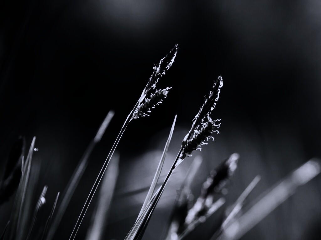 Макро фото луговой травы обои