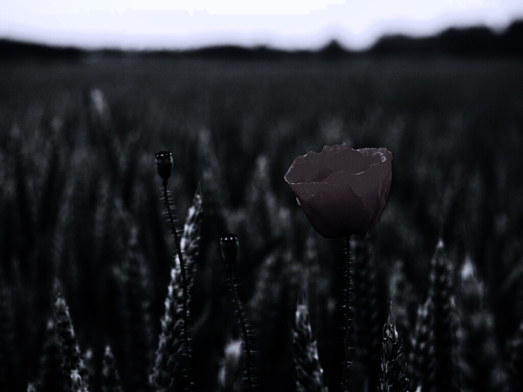 Первый распустившийся мак обои