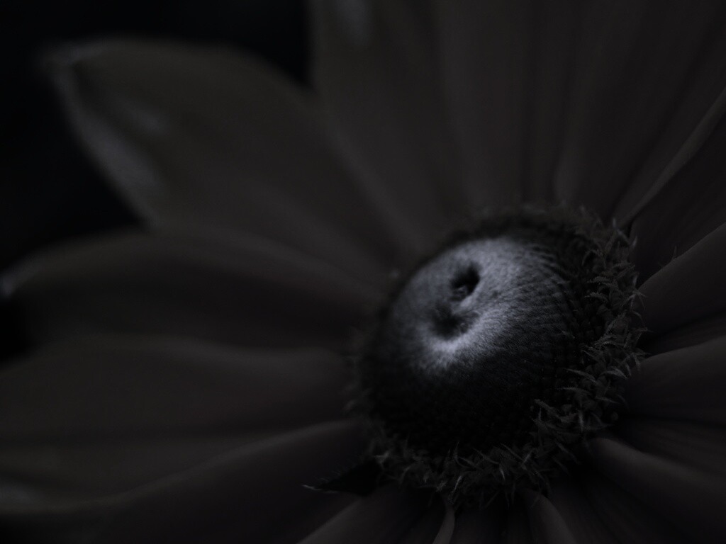 Недозрелый цветок подсолнечника обои